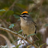 Golden-crowned Kinglet