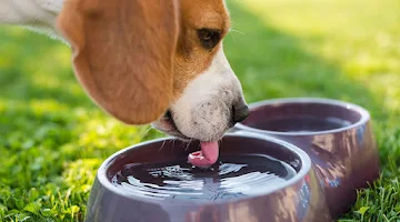 pet hydration