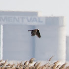 Marsh Harrier; Aguilucho Lagunero