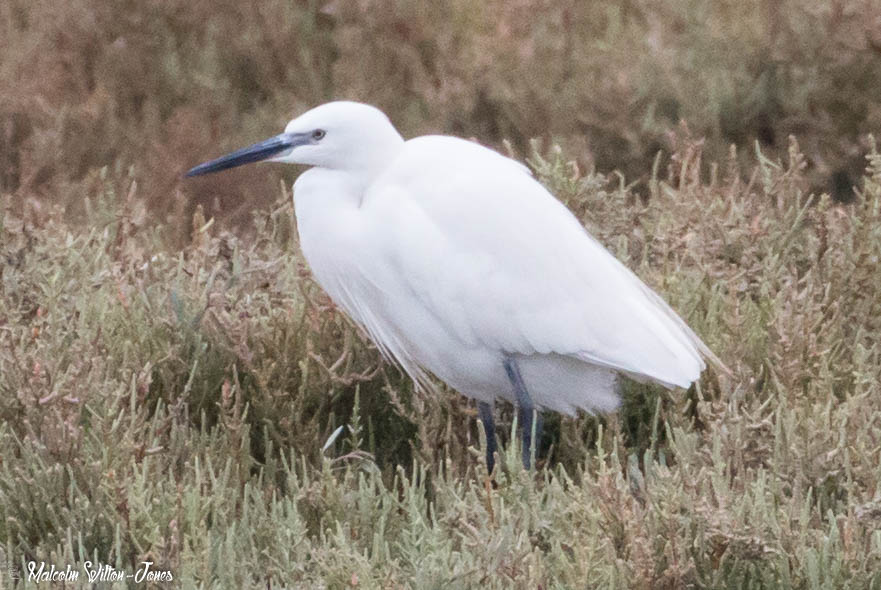 Little Egret