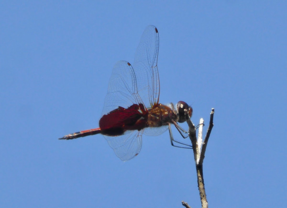 Saddlebags Dragonfly