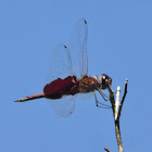 Saddlebags Dragonfly