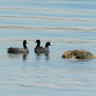 American Coot