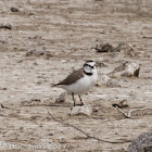 Kentish Plover; Chorlitejo Patinegro