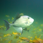 Finescale Triggerfish