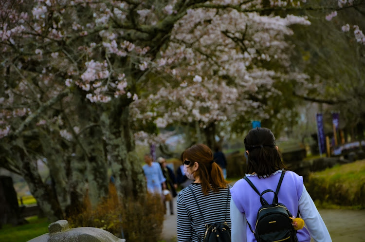 ヴォクシーの桜コラボ・サクラと愛車・一眼撮影練習の為・撮らせてくれる方募集中（笑）・弾丸ツアーに関するカスタム事例の投稿画像9枚目