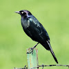 Brewer's blackbird (male)