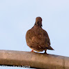 Spotted Dove