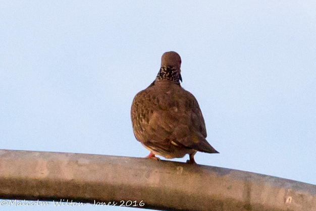 Spotted Dove