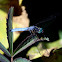 Western Pondhawk