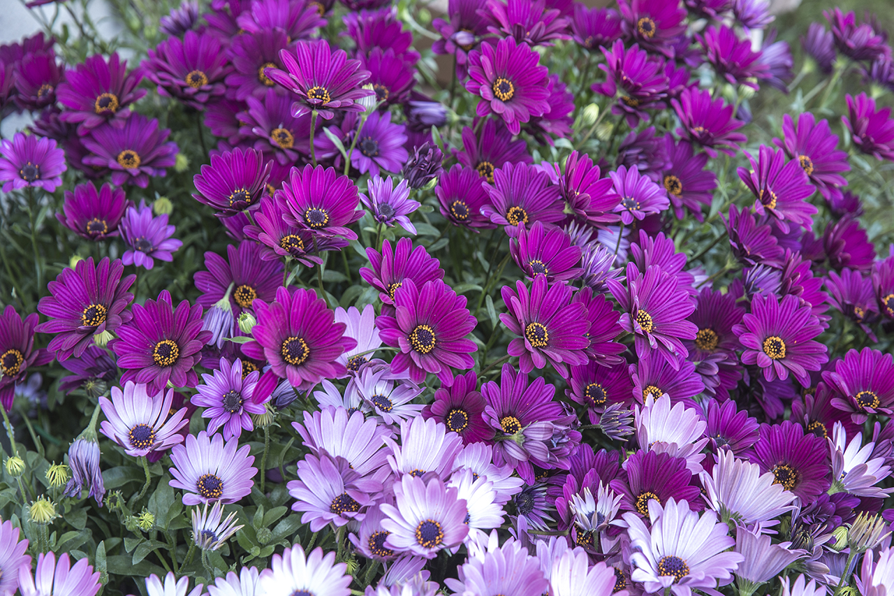 fiori  di luigino