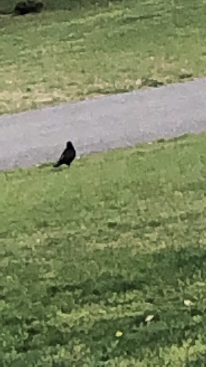 American crow