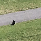 American crow