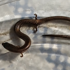 Short-limbed Supple Skink.