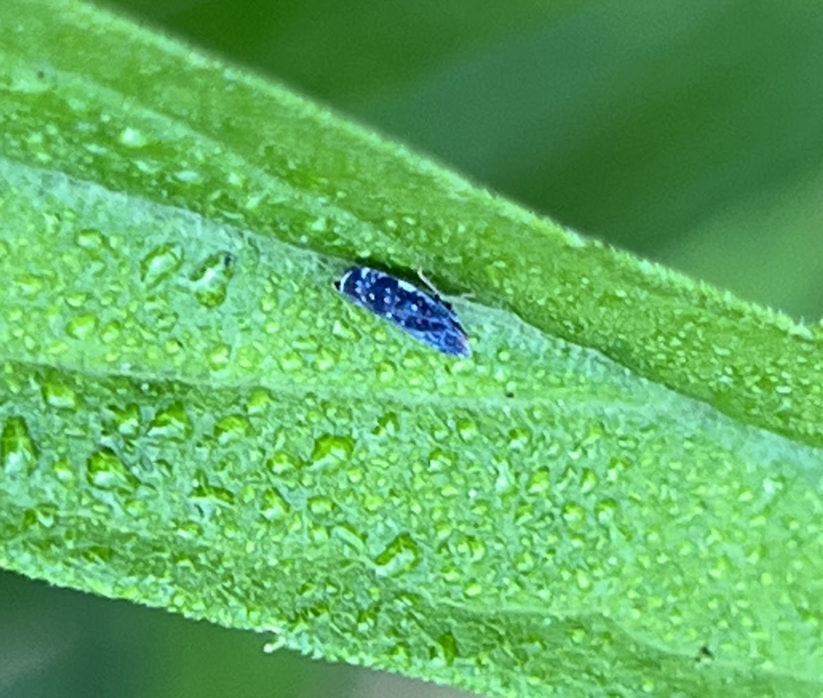 Leaf Hopper