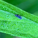 Leaf Hopper