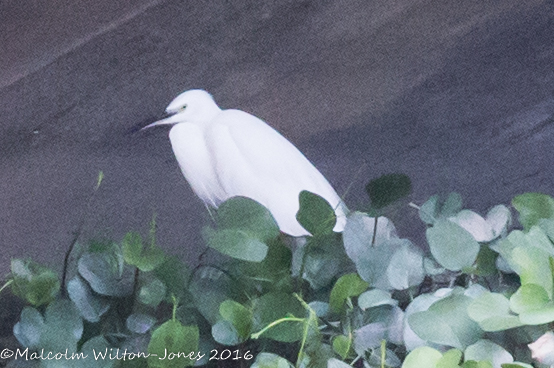 Little Egret