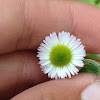 Lesser Daisy Fleabane