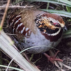 Collared Hill Partridge