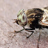 Horsefly