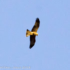 Dark-phase Booted Eagle