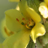 Common Mullein