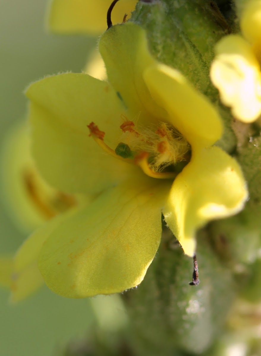 Common Mullein