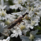 Snakefly