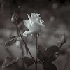 ユーザー