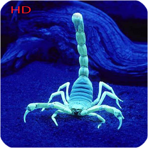 Scorpion Hd Wallpaper Android Apps On Google Play