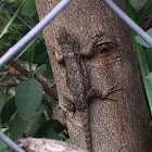 Eastern Fence Lizard