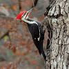 Woodpecker