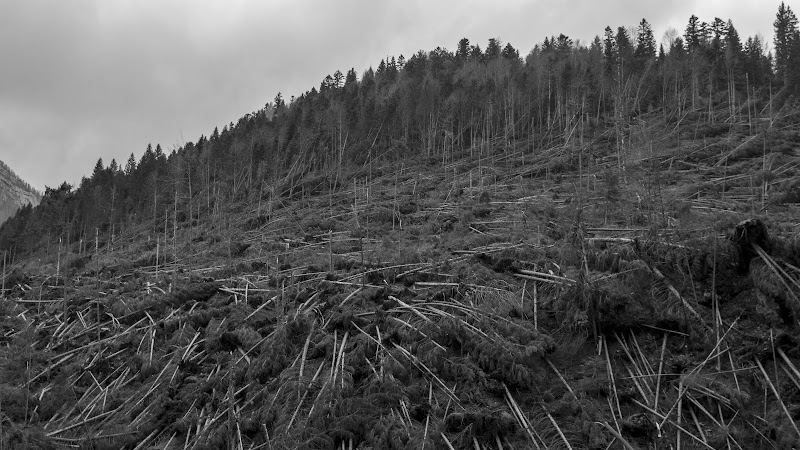 Natura ci racconta la sua forza di Valentinasalvalaggio