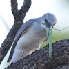 White bellied Cuckoo Shrike