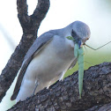 White bellied Cuckoo Shrike