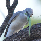 White bellied Cuckoo Shrike