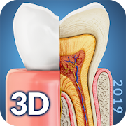 Download  Dental  Anatomy 