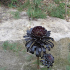 Blackrose plant(Tree Houseleek)