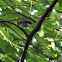 Black-throated Green Warbler