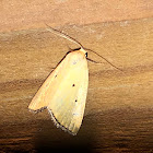 Black-bordered Lemon Moth