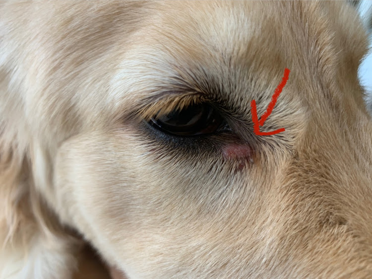 デリカD:5の愛犬と一緒に・動物病院・デリカのある生活・5インチリフトアップ・リフトアップデリカに関するカスタム事例の投稿画像4枚目