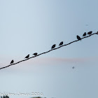 Spotless Starling; Estornino Negro