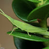 Conehead Vegetable Grasshopper