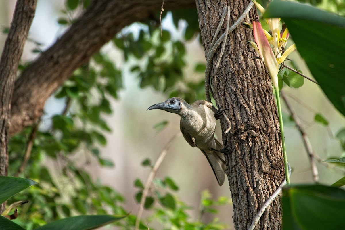 Little Friarbird