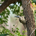 Little Friarbird