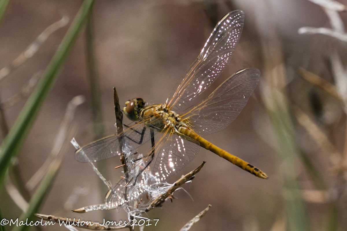 Red-veined Darter