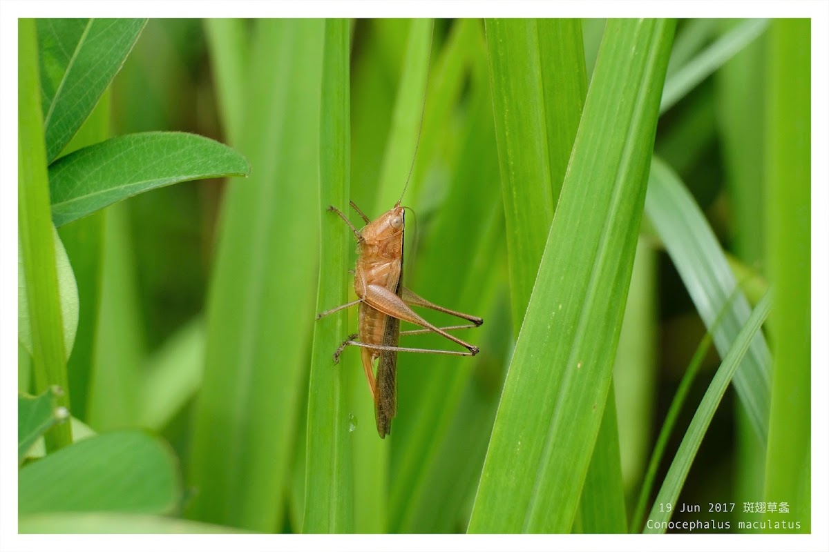 Conocephalus maculatus 斑翅草螽