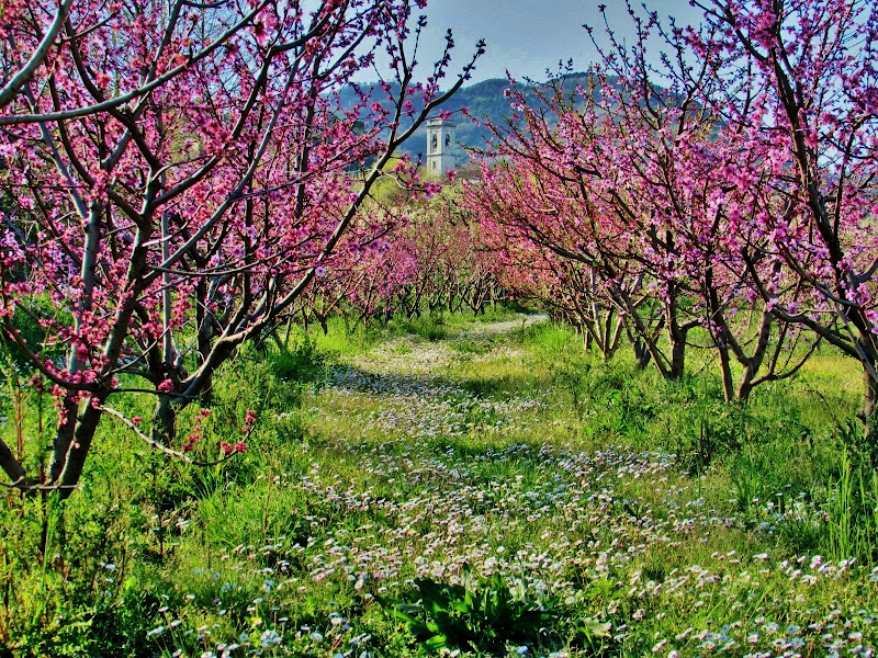 Filari di peschi in fiore di Giorgio Lucca