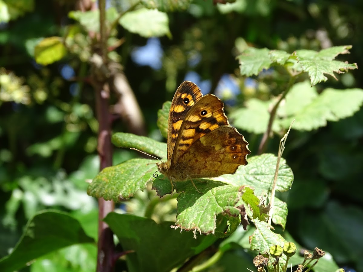 Speckled wood