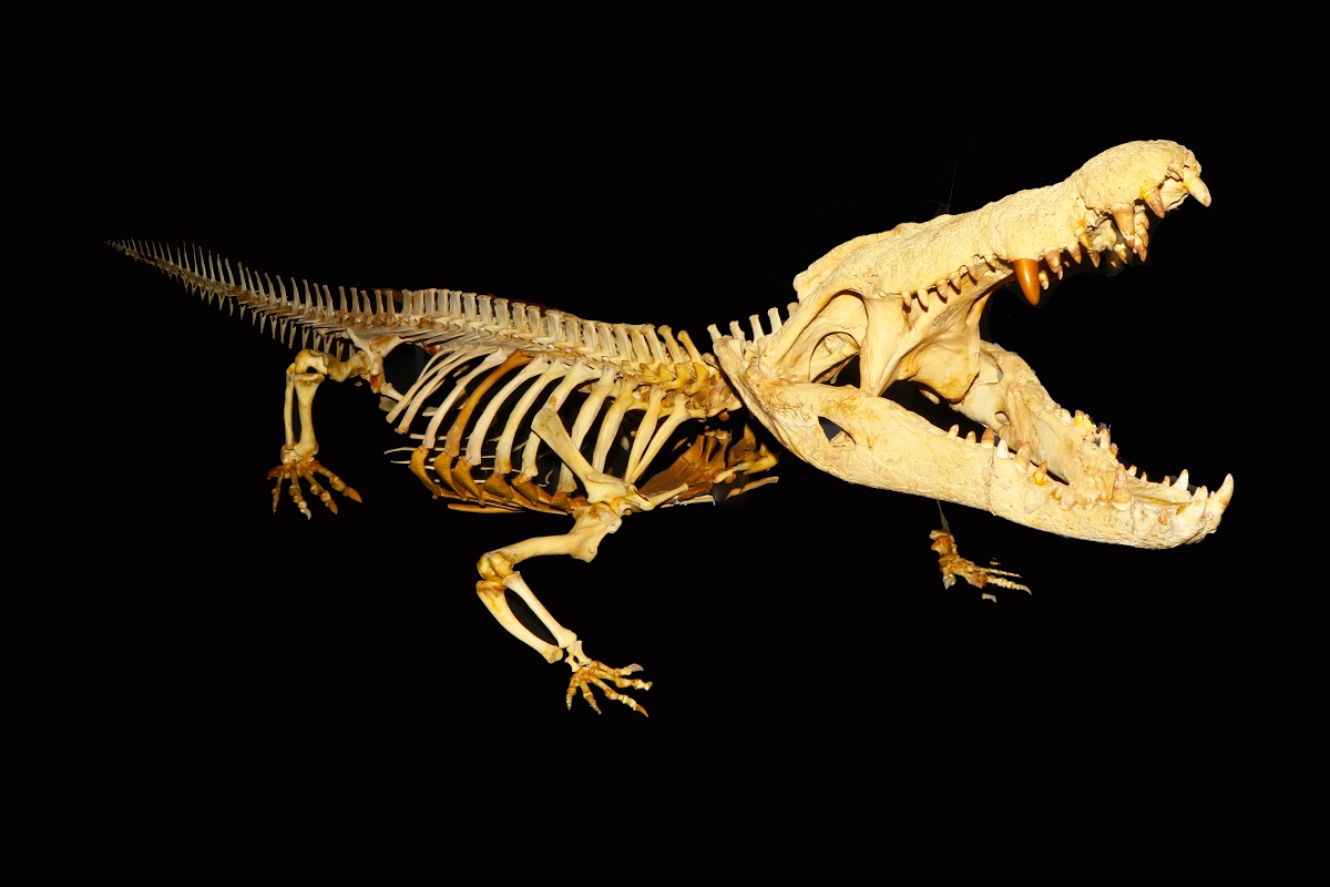 Отделы позвоночника крокодила. Скелет нильского крокодила. Гавиал крокодил скелет. Гребнистый крокодил скелет. Deinosuchus скелет.